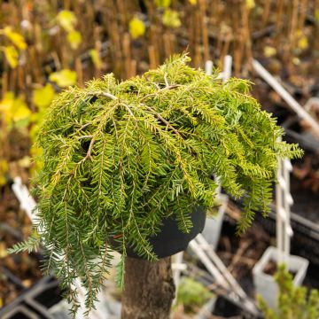 Tsuga canadensis 'Cole's Prostrate'