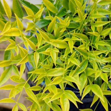 Nandina domestica Aurea - Brightly Coloured Heavenly Bamboo