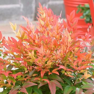 SPECIAL DEAL - Nandina domestica Sunset Boulevard - Heavenly Bamboo