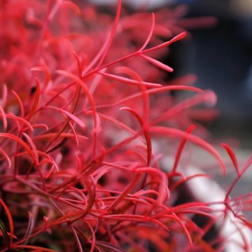 Nandina domestica 'Filamentosa' - Filigree Sacred Bamboo