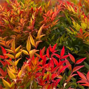 Nandina domestica 'Moon Bay' - Heavenly Bamboo