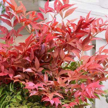 Nandina domestica Obsessed - Sacred Bamboo