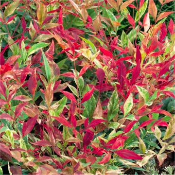 Nandina domestica 'Red Light' - Heavenly Bamboo