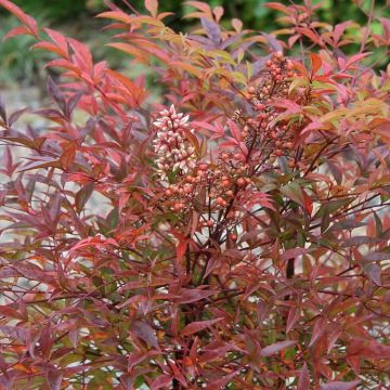 Nandina domestica Richmond - Heavenly Bamboo