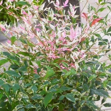 Nandina domestica Twilight