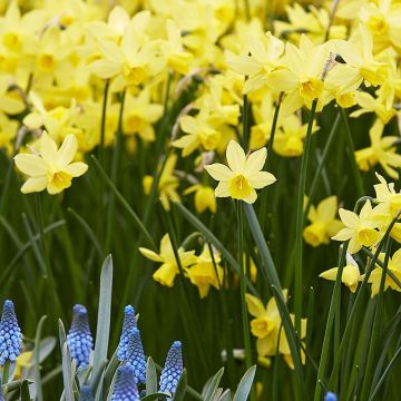 Daffodil - Narcissus Lemon Sailboat