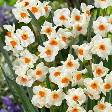 Narcissus tazetta Cragford - Pack of 25 Bulbs