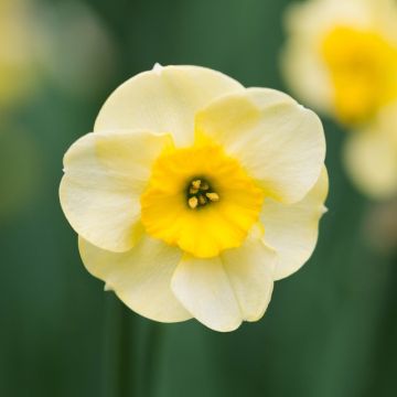 Daffodil - Narcissus Sundisc