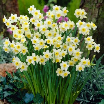 Narcissus Minnow - Pack of 30 bulbs