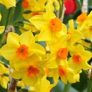 Spring Flowering Bulbs - Snowdrops, Hyacinths, Tulips, Crocus ...
