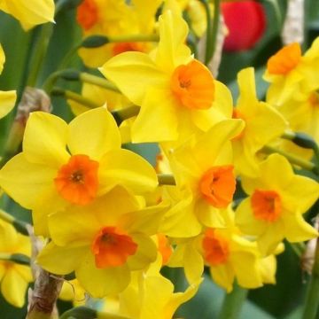 Narcissus Estramadura - Daffodil - Pack of 10