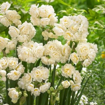 Narcissi Erlicheer - Rare Double White Fragrant Paper White Daffodils - Pack of 5 Bulbs