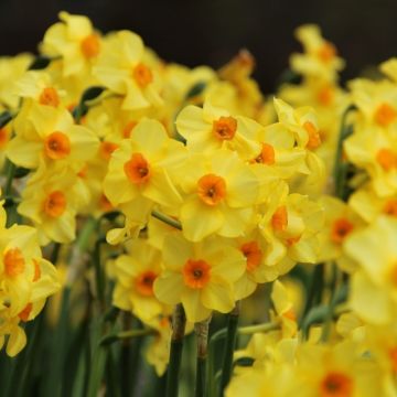 SPECIAL DEAL - Daffodil - Narcissus Martinette - Pack of 10 Bulbs