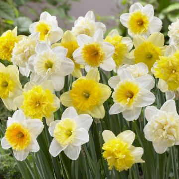 Daffodil The Ice Follies Family Mix - Pack of 5 Bulbs