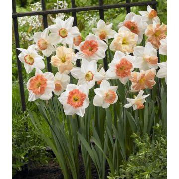 Pink Family Daffodil Designer Blend - Pack of 20 Bulbs