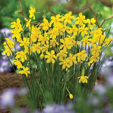 Twinkling Yellow Daffodils - Pack of 10 Narcissus Bulbs