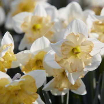 Daffodil - Narcissus Changing Colours - Pack of 10 Bulbs