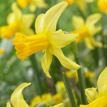 Narcissus February Gold - Pack of 25 Bulbs