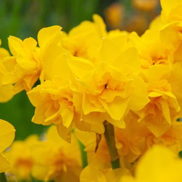 Daffodil - Narcissus Golden Delicious - Double