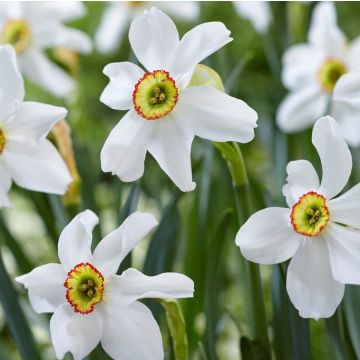 Daffodil - Narcissus Poeticus Recurvus