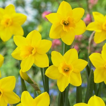 Daffodil - Narcissus Sweetness - Pack of 10 Bulbs