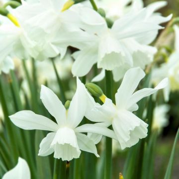Narcissus Thalia - Daffodil - Pack of 5 Bulbs