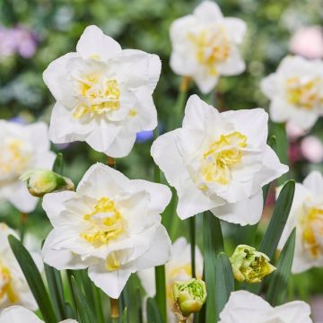 Daffodil - Narcissus White Lion - Double