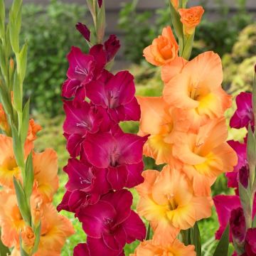 Gladiolus National Velvet - Pack of 25 Gladioli Corms