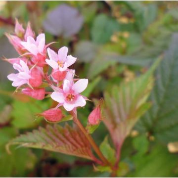 Neillia affinis