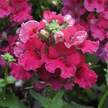 Nemesia Lyric Cherry