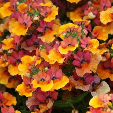 Nemesia Lyric Copper