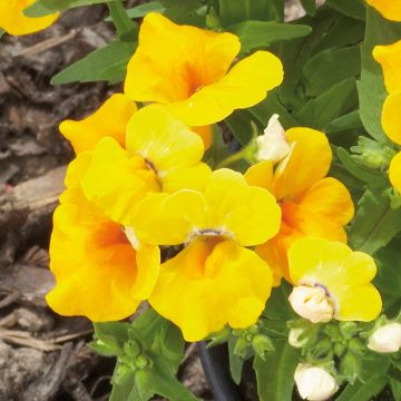 Nemesia Lyric Yellow