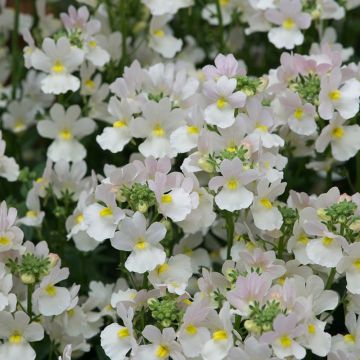 Nemesia Wisley Vanilla