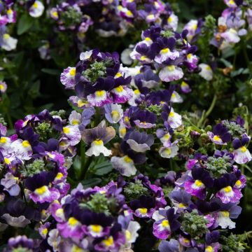 Nemesia fruticans Purple Bicolour