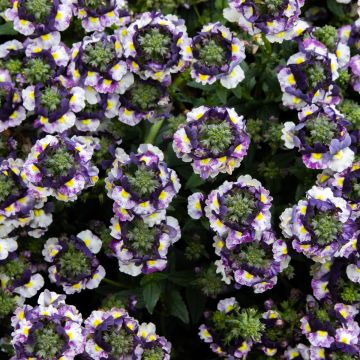Nemesia fruticans Purple Bicolour