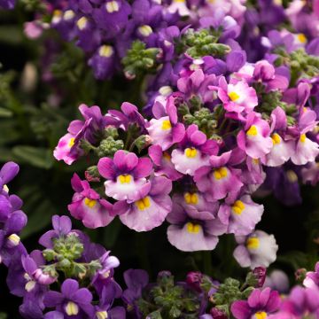 Nemesia fruticans Pink Bicolour