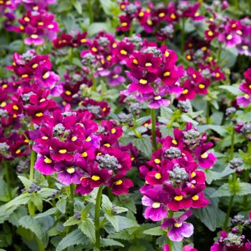 Nemesia fruticans Carmine
