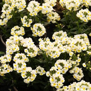 Nemesia fruticans Vanilla White