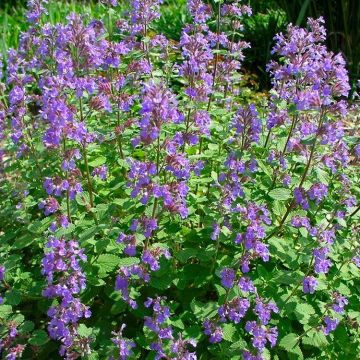 Nepeta Blue Wonder - Dwarf Catmint