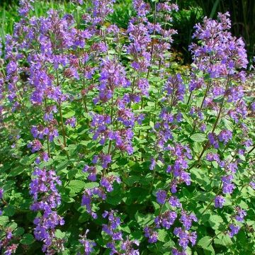 Nepeta Walkers Low