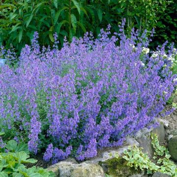 Nepeta Dropmore - Cat Mint