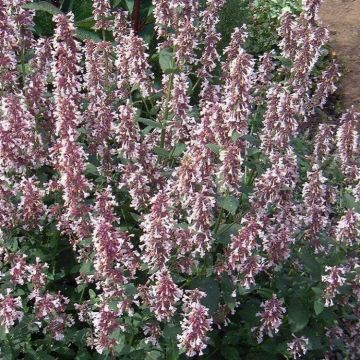 Nepeta grandiflora Dusk to Dawn - Pink Catmint