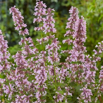 Nepeta Whispurr Pink - Dusk to Dawn Pink Catmint
