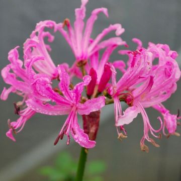 Nerine bowdenii - Guernsey Lily Plant