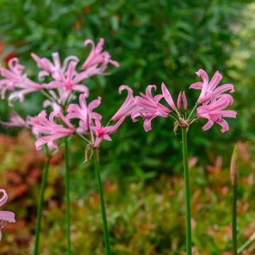 Nerine bowdenii 'Amandi' - Guernsey Lily - In Bud & Bloom