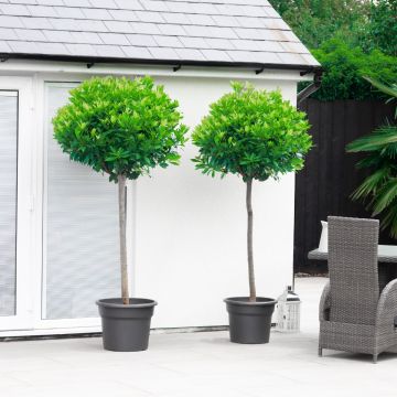 GIANT Lollipop Bay Tree - Laurus nobilis - Large XXXL Specimen - circa 180-200cm