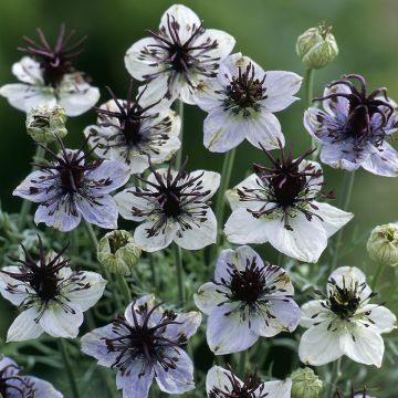 Nigella papillosa Eclipse (African Bride)