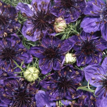 Nigella papillosa Midnight