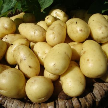 Nicola - Salad/Main Crop Seed Potatoes - Pack of 10