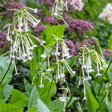 Nicotiana sylvestris - Flowering Tobacco